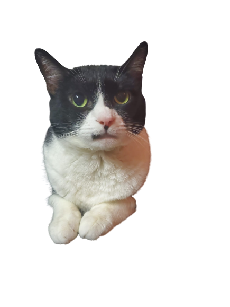 Feline